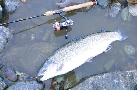 なかなか難しい放流日　～天竜川ルアーフライテンカラ専用区～